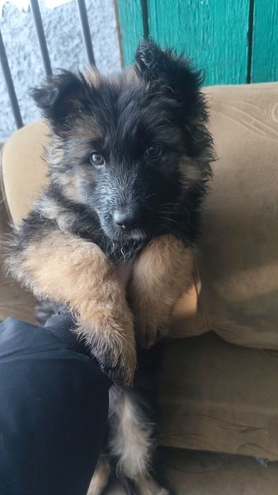 Немецкая овчарка