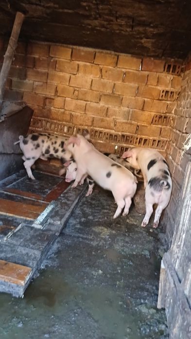 Домашни Прасета 4броики