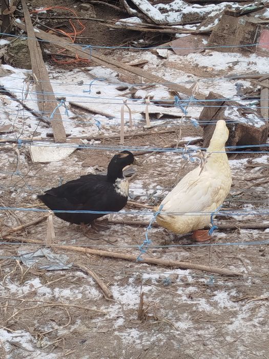 Vand 4 rate tinere 3rate si un ratoi