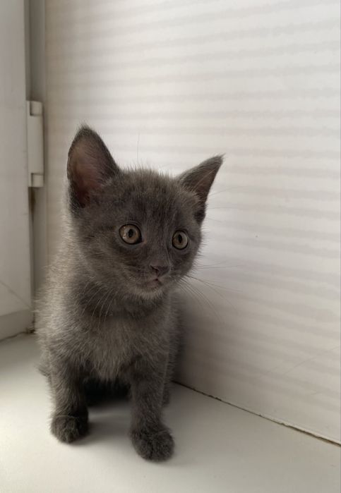 Продам милых котят.