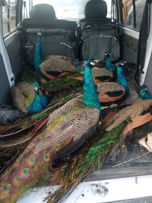 Павлинлвр сотилади