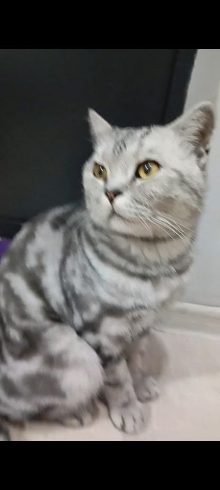 Потерялся кот,поселке Бурундай