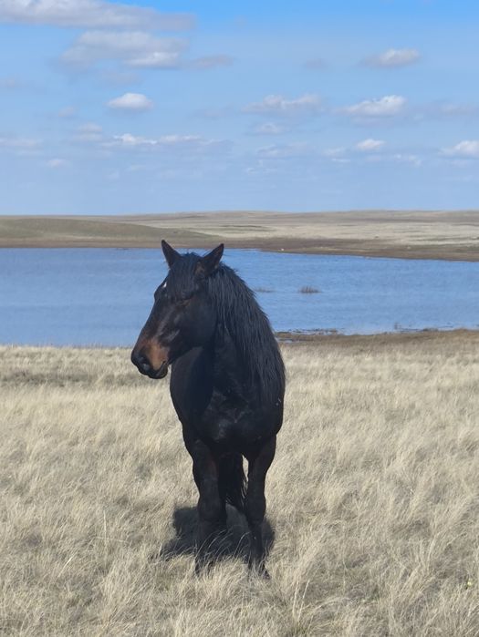 Жеребец Айгыр сатылады