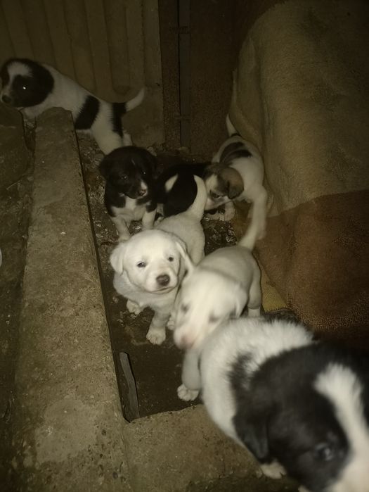 Отдам кутят в добрые руки