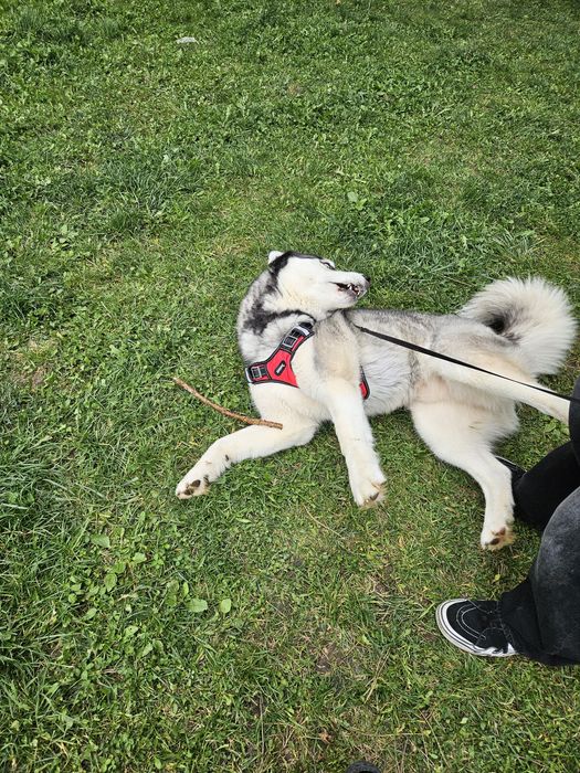Ofer spre adopție câine