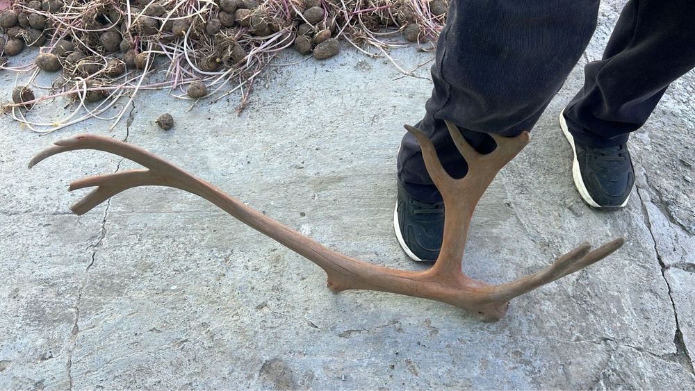 Рога олени в хорошом состяни