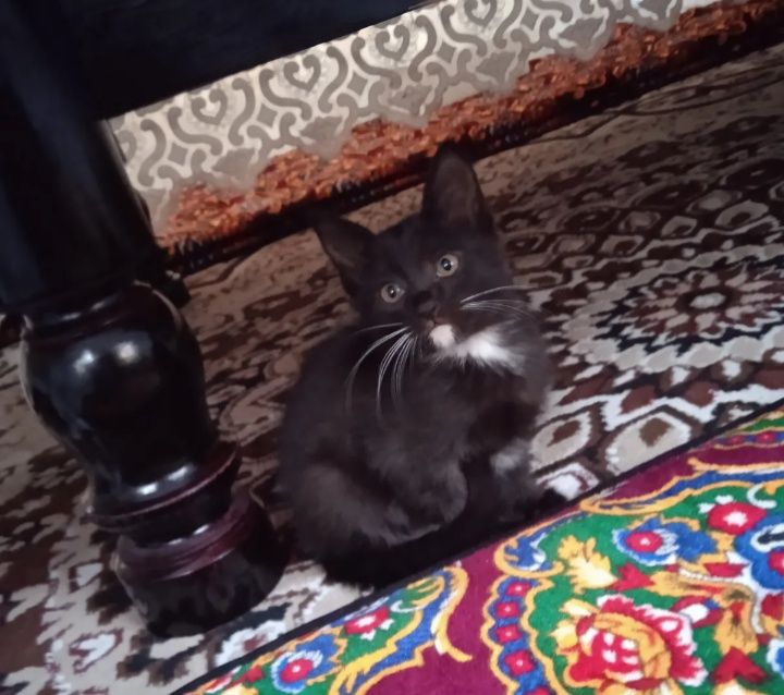 Мушиклар хадияга