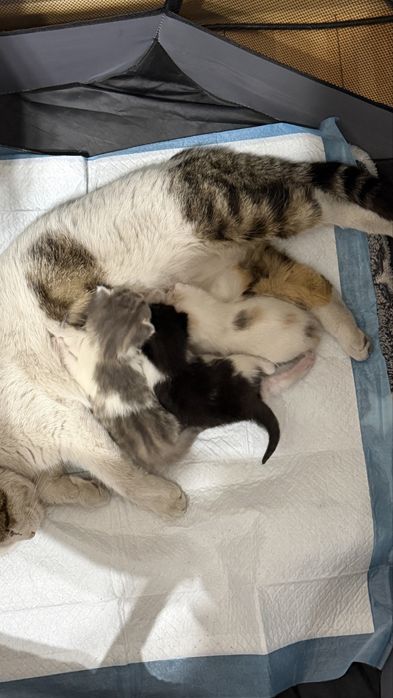 Срочно Отдам котят в добрые руки