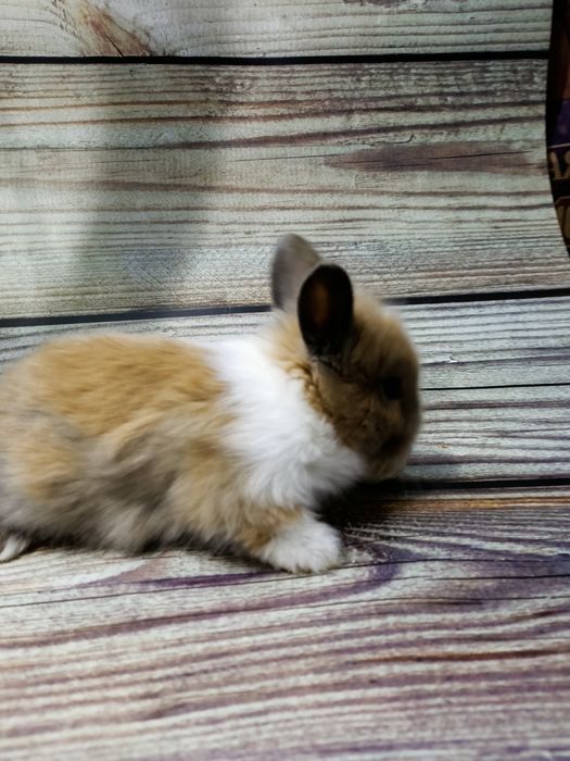 Домашние карликовые кролики