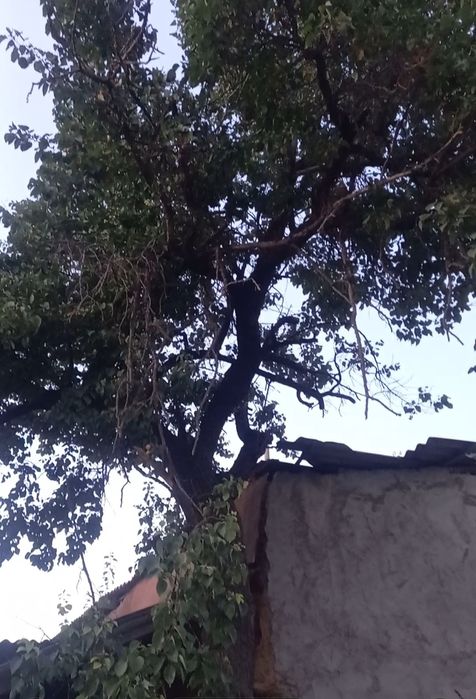 Дерево урюк на дрова