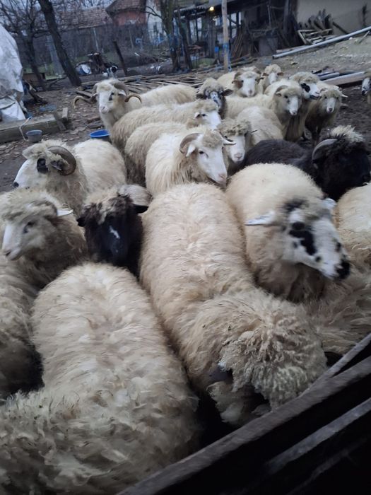Vând 30 de oi mari grase bune Unele cu miei