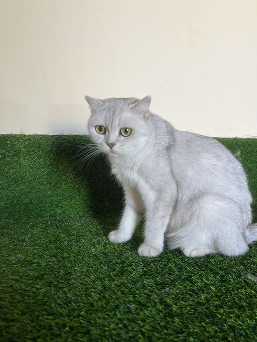 Британский шиншилла мушук боллари