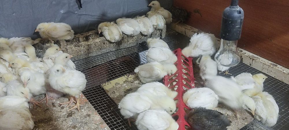 Продам цыплят бройлеров,