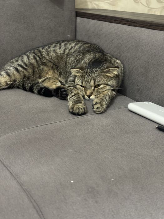 Вислоухая шотландская кошка (девочка)