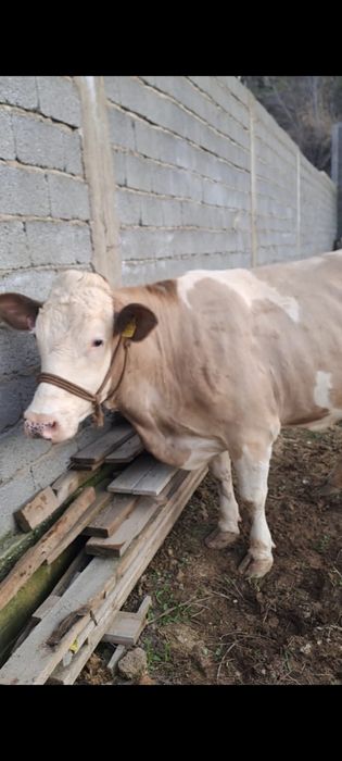 Корова с теленком. Продам