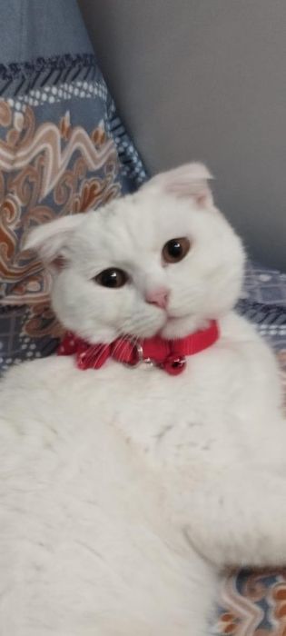 Отдам бесплатно кошку