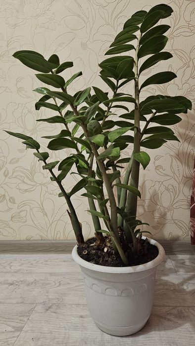 Замиокулькас продам