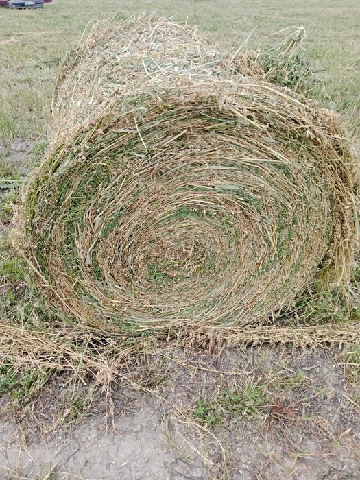 Сено люцерна жоношка урлон сатамын жоношка