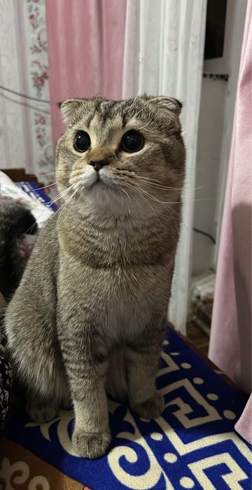 Вязка Шотландский вислоухий кот