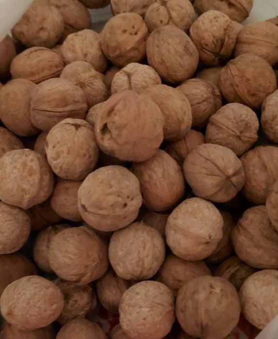Грецкий Орех Грецкий