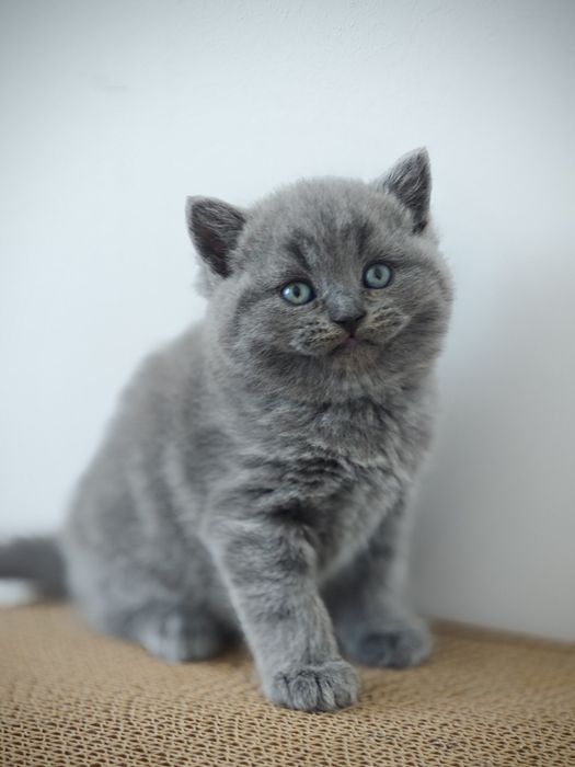 British shorthair