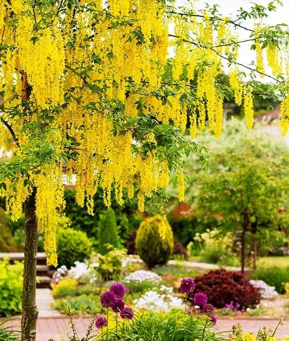 Златен дъжд (Laburnum anagyroides)