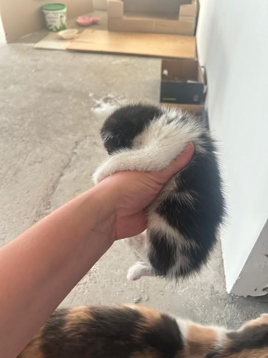 Отдам котят в добрые руки