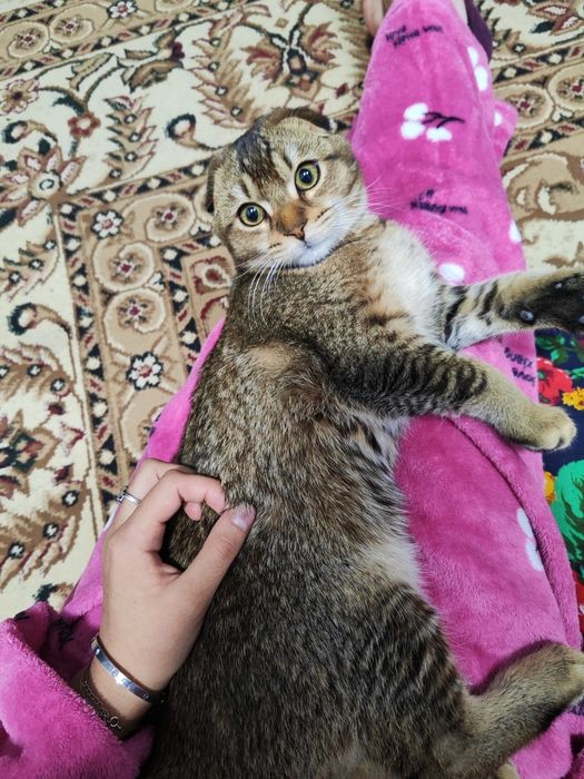 Mushuk  bolasi sotiladi sotiladi