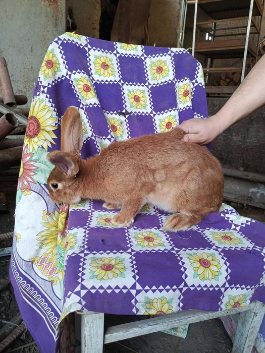 Burgun quyon Sotiladi