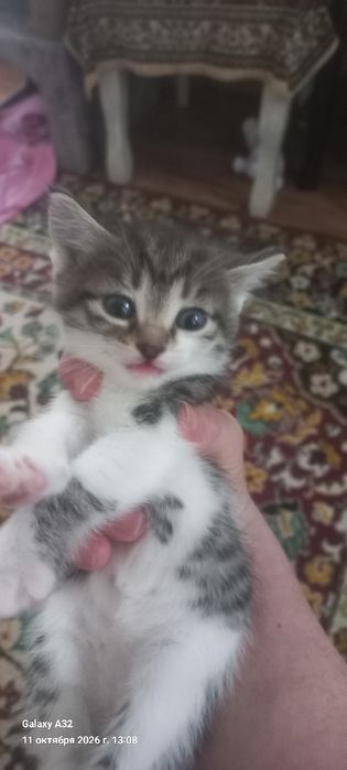 Отдам котят в добрые руки