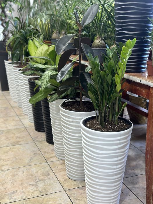 Растения по акции для офиса в горшках