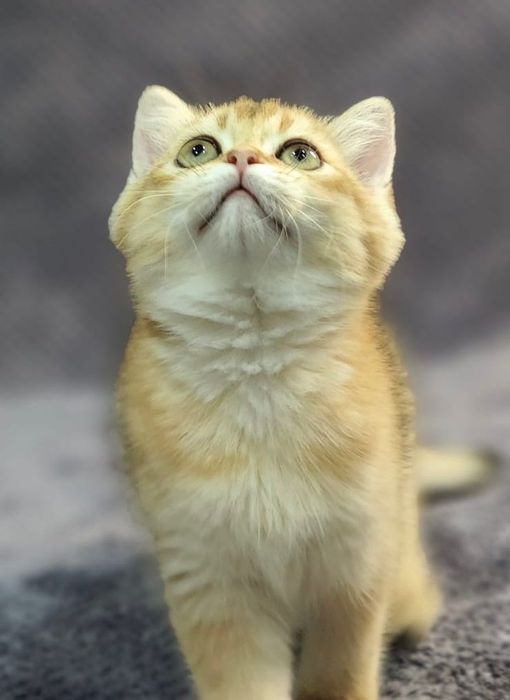 Pui aurii exclusivi — culoare rară