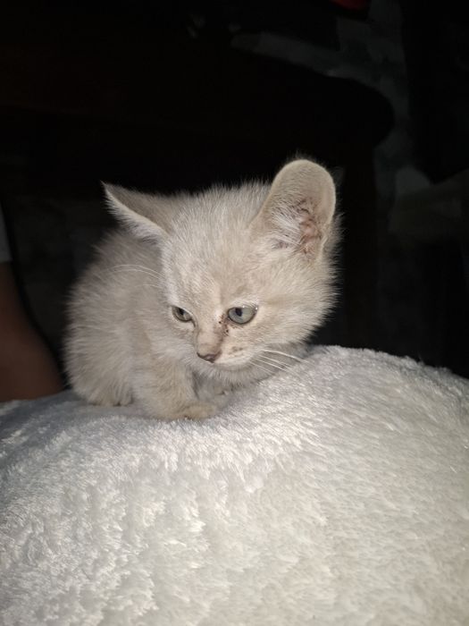 Котята. Все девочки.