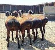 xisor quylari eng saralangani