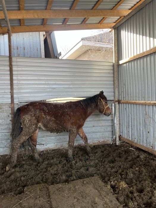 1,5 жасар борланған мал Бармақ қазы