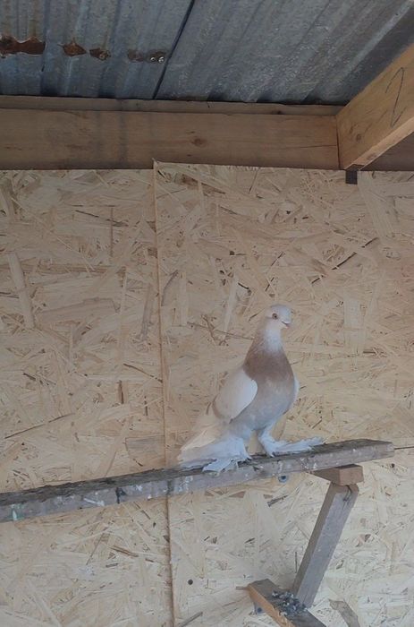 Голуби тасманы племенные