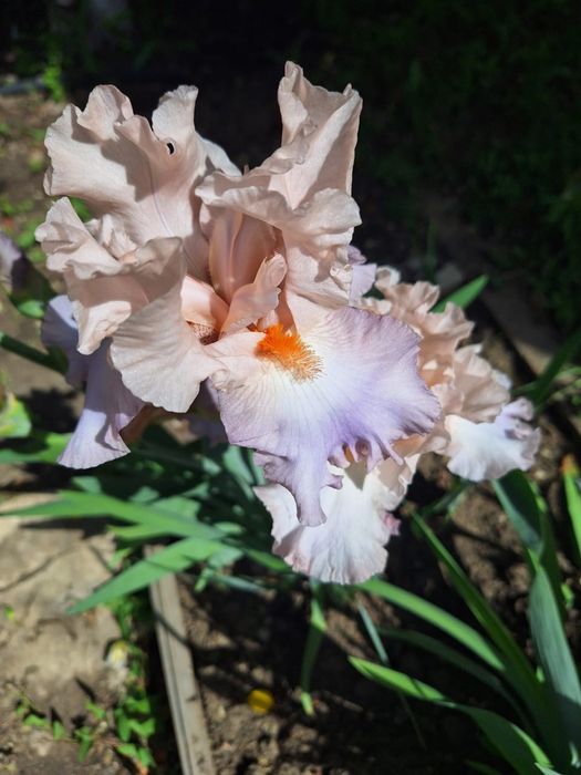 Продам многолетние цветы