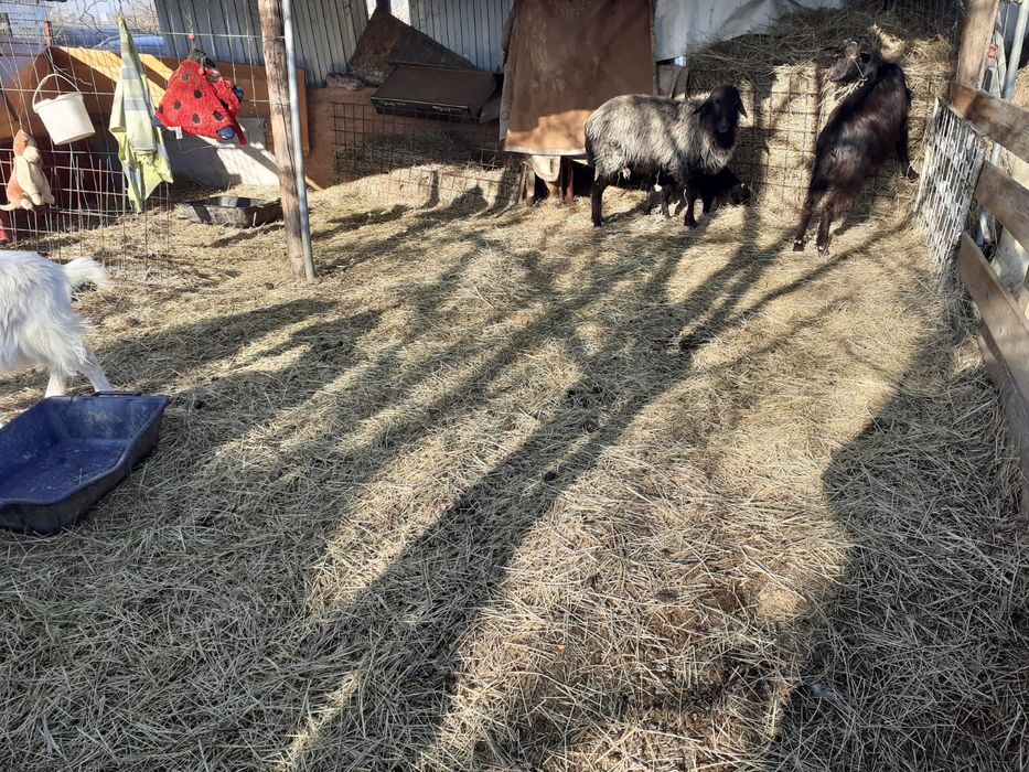 Vând mraniță îngrășăminte