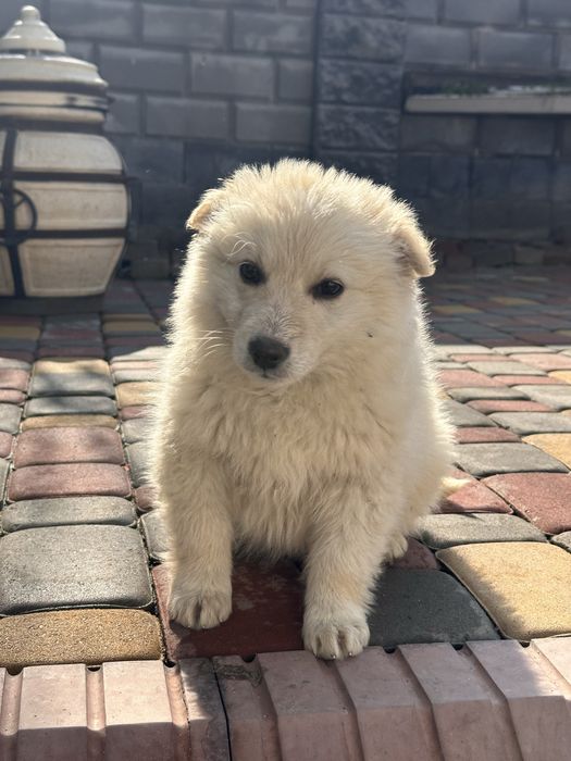 Щенки отдам в добрые руки