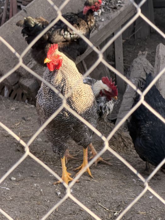 De vanzare Cocosi wyandotte gsg, splash, brahma, plymoth