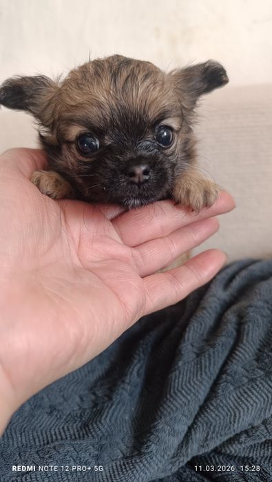Щенок Чихуахуа (кобель)