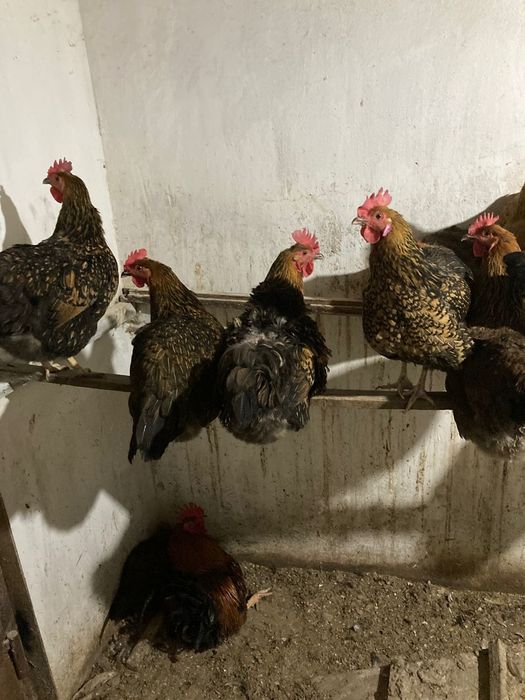 Продам домашних породистых кур