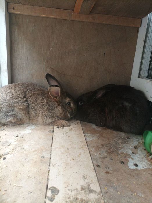 Quyonlar srochnaga sotiladi