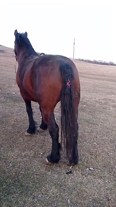 Vind iapa bună de căruță