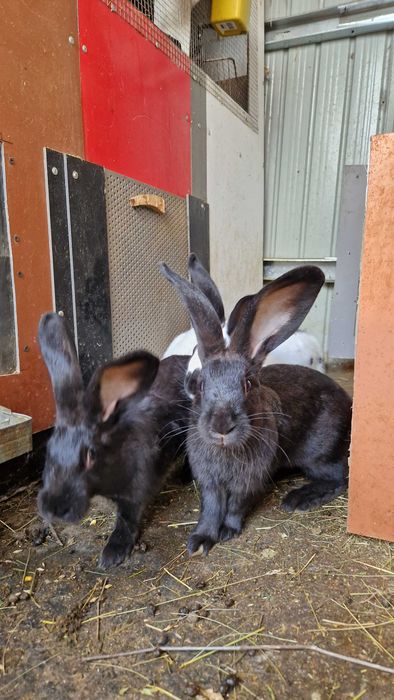Iepuri Hycole Francez