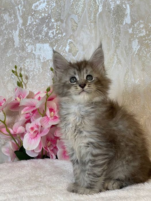 Продается Мальчик мейнкун