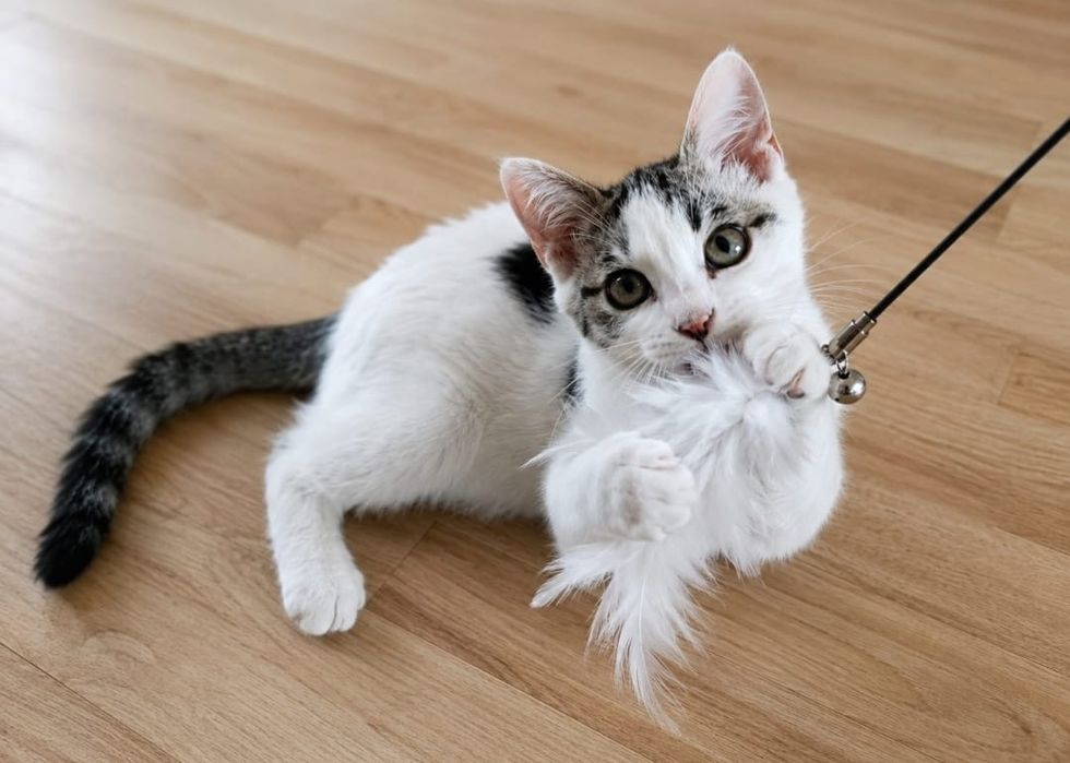 Котёнок в добрые руки!