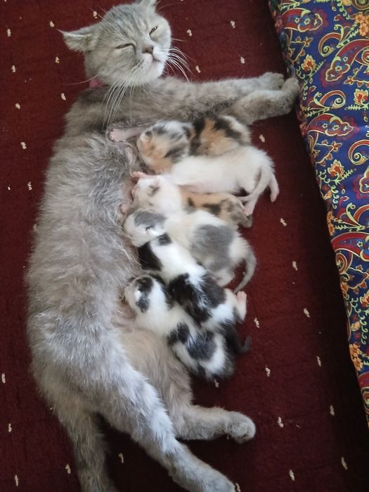 Ona mushuk bolari bilan sotiladi