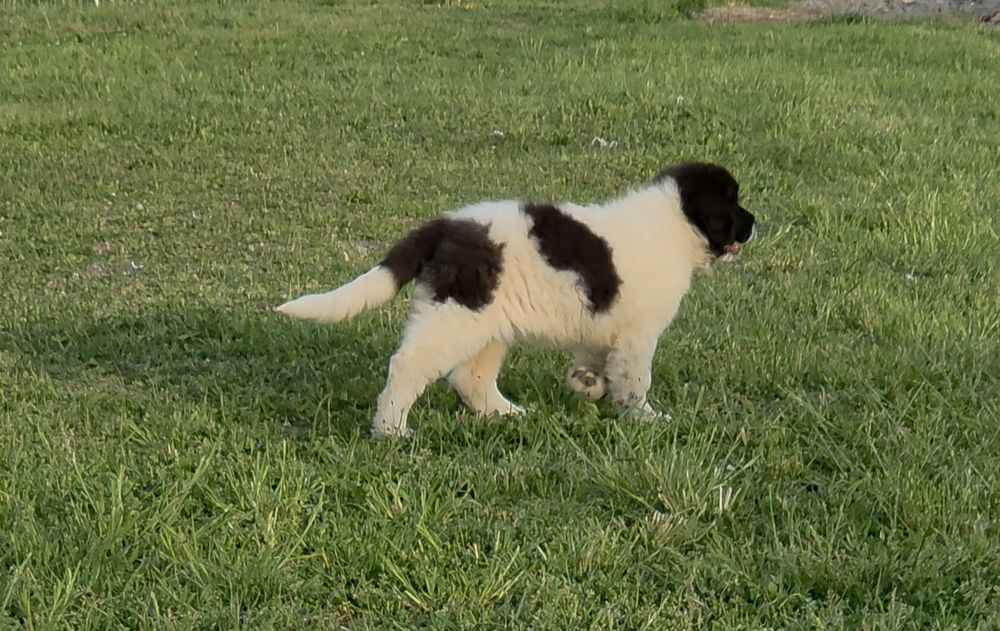 Ciobanesc de Bucovina