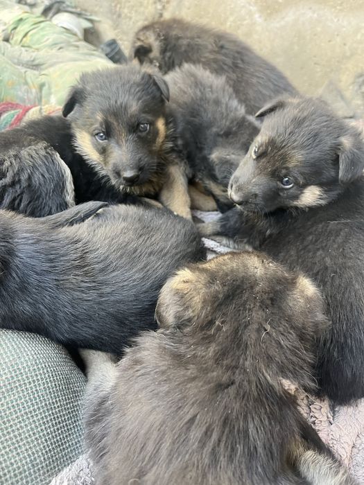 Продам Овчарки щенки немцы